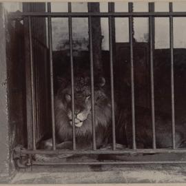 [Melbourne Zoo, lion in cage]