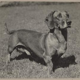 Harleston, "Zig-Zag" [dog]