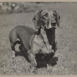 Harleston [Zig-Zag the dog]