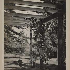 Miegunyah [grape vine arbour]