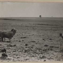 [Sheep in paddock]