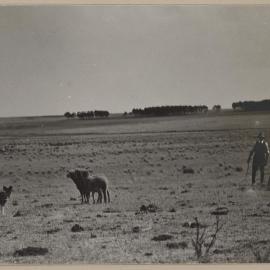 [Man and sheep in paddock]