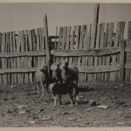[Sheep in fenced paddock]