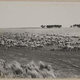[Sheep in paddock]