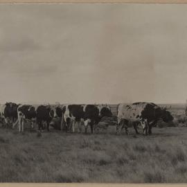[Cows in paddock]