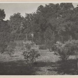 [Small trees in fenced garden]