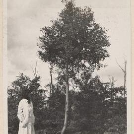 Eucalyptus Macarthurii, Emerald Farm