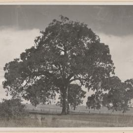 Red gum on the Dandenong Road