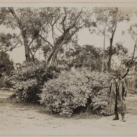 Wedding Bush, Sale - Alberton Road