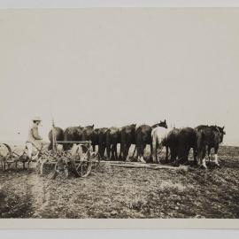 [Man operating horse drawn plough]