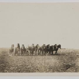 [Horses pulling plough through paddock]