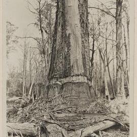 The work of black cockatoos - near Interlaken, Tasmania