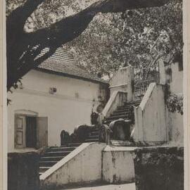 The Sacred Bo Tree (Ficus religiosa) - Anuradhapura