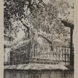 The Sacred Bo Tree (Ficus religiosa) - Anuradhapura