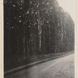 Beech Hedge at Meikleour