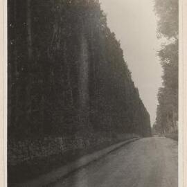 Beech Hedge at Meikleour