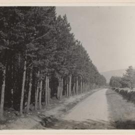 A scotch pine forest near Braemar