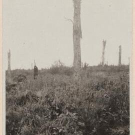 Delville Wood