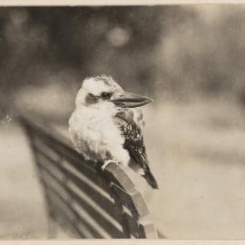 [Kookaburra at Miegunyah]