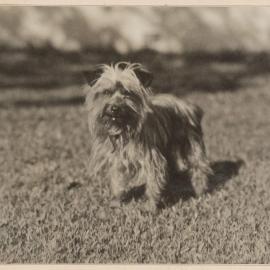 Winkie [terrier dog] at Miegunyah