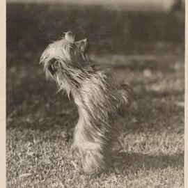Winkie [terrier dog] at Miegunyah