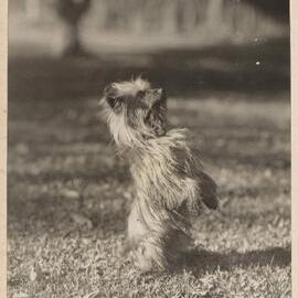 Winkie [terrier dog] at Miegunyah