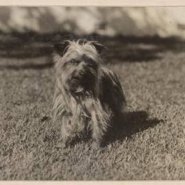 Winkie [terrier dog] at Miegunyah