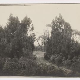 [View of large trees on either side of waterway]