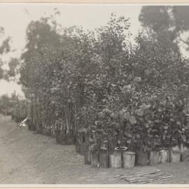 The Tin-can Nursery Balboa Park, San Diego