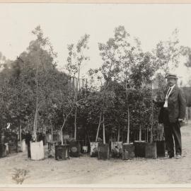 The Tin-can Nursery Balboa Park, San Diego