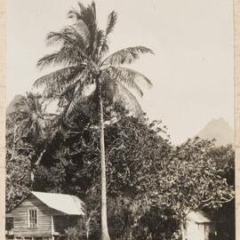 At Avarua - Rarotonga
