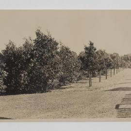 [View of orchard trees]