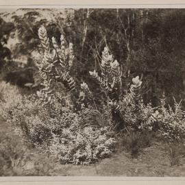 Frankston Golf Course