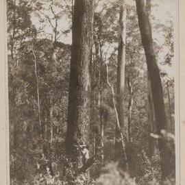 Felling and logging tallowwood - Langley Vale, N.S.W.