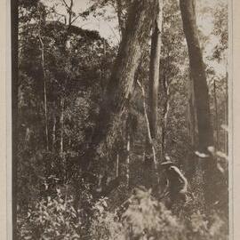 Felling and logging tallowwood - Langley Vale, N.S.W.