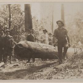 Felling and logging tallowwood - Langley Vale, N.S.W.