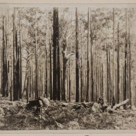 Stands of Euc. Pilularis at Coopernook, N.S.W.