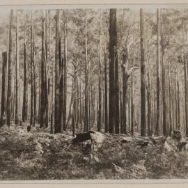 Stands of Euc. Pilularis at Coopernook, N.S.W.