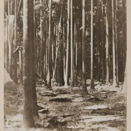 Livistona palms at Stotts Island, Tweed River