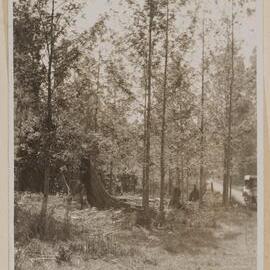 [Motor car on bushland track]