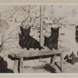 [Mab and Russel Grimwade's two pet  Scottish Terrier dogs on timber bench]