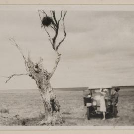 Magpie's nest of wire - Barwidgee [Victoria]