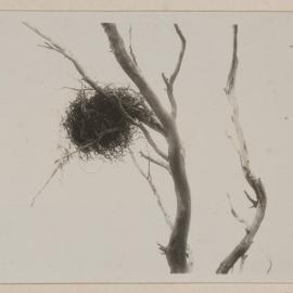 Magpie's nest of wire - Barwidgee [Victoria]
