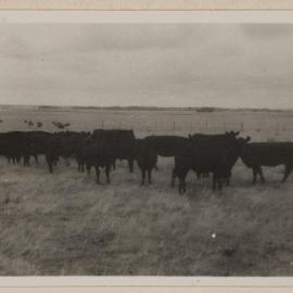 [Cows] Barwidgee [Victoria]