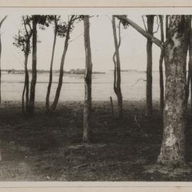 View of paddocks through trees, Barwidgee [Victoria]