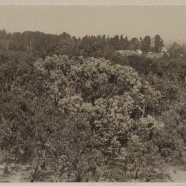 [View of tree tops]