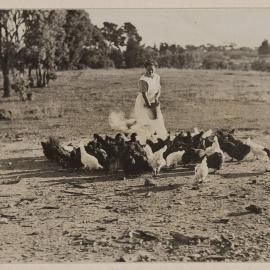 [Feeding flock of chickens]