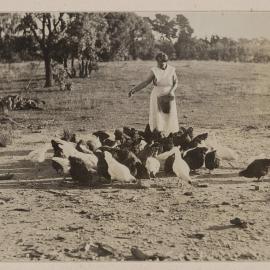 [Feeding flock of chickens]