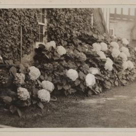 Hydrangea [Westerfield]