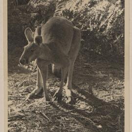 [Kangaroo at] Frankston Golf Links